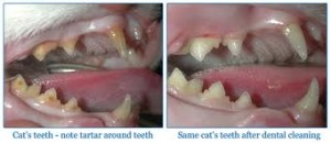 Pre and Post Dental Cleaning, Cat