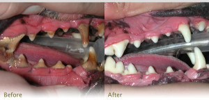 Pre and Post Dental, Canine Mouth