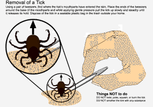 tick05