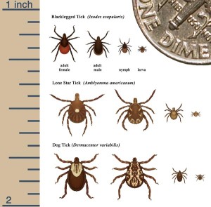 Size Comparison of Common Ticks