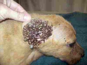 Canine Ear w/Severe Tick Infestation 