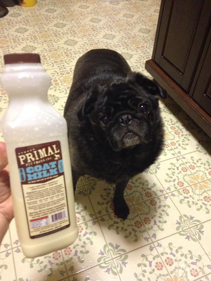 The Benefits of Raw Goat Milk for Your Pet - Give A Dog A Bone