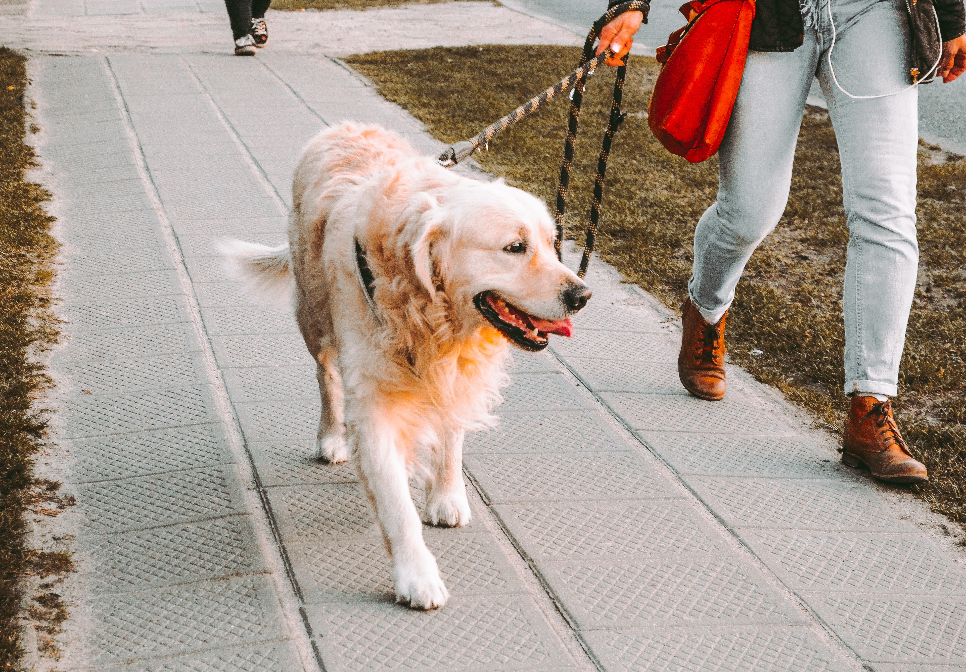 What's the Best Way to Leash Your Dog?