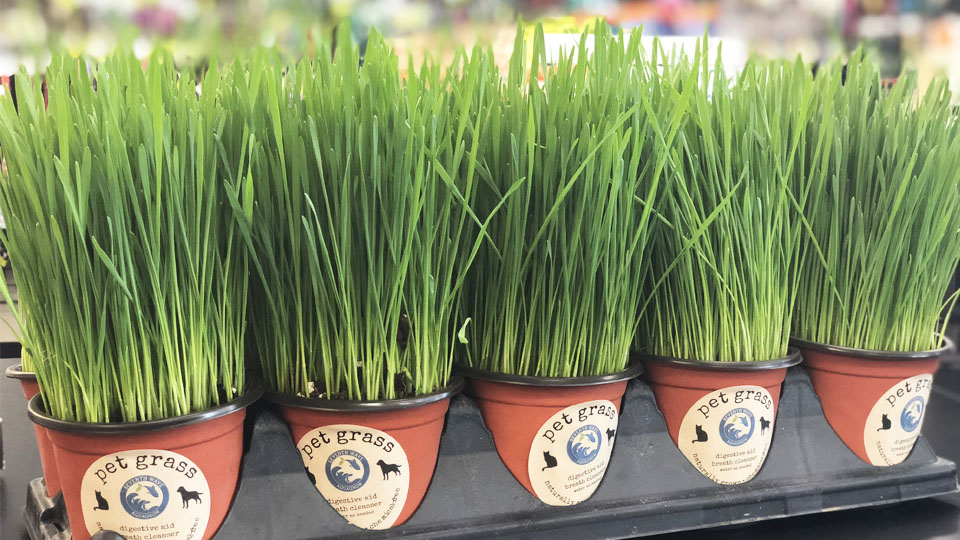 Pet grass on sale